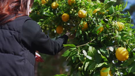 woman arranging a lemon tree floral display