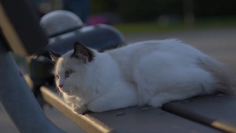 white cat resting on park wood bench in sunset in the fall