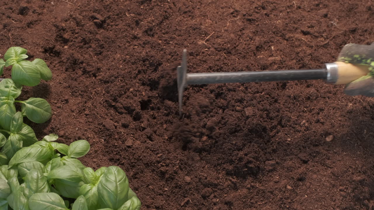 Farmer hands with gloves planting tomato vegetable in organic agriculture cultivation