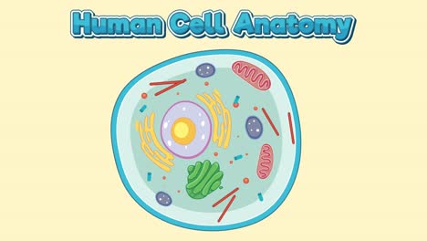 animated journey through the components of a cell