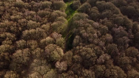 Vista-Aérea-De-Hermosos-árboles-Frondosos-En-Colores-Otoñales