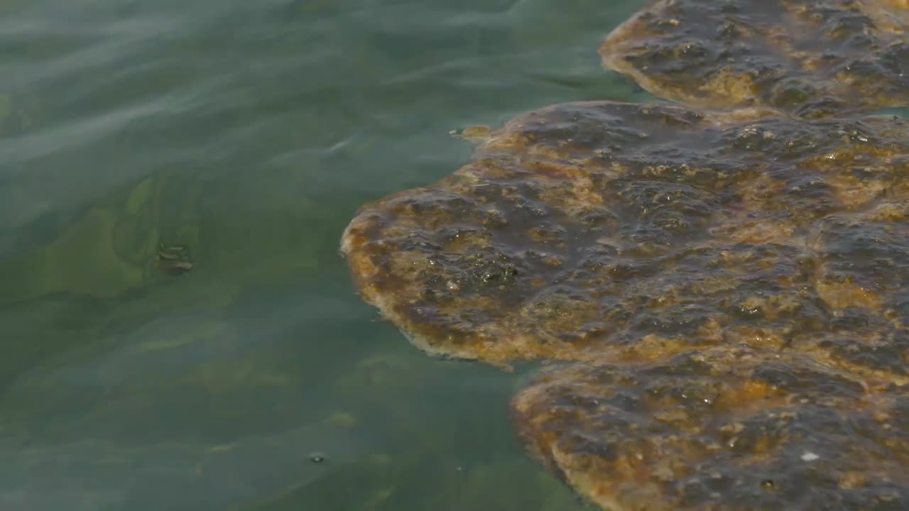 Rack Focus View Of Algae Floating On Surface Of Water