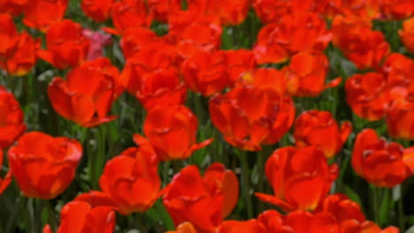 un campo de tulipanes rojos