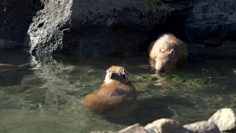 famosos roedores capibara tomando un baño de aguas termales en japón