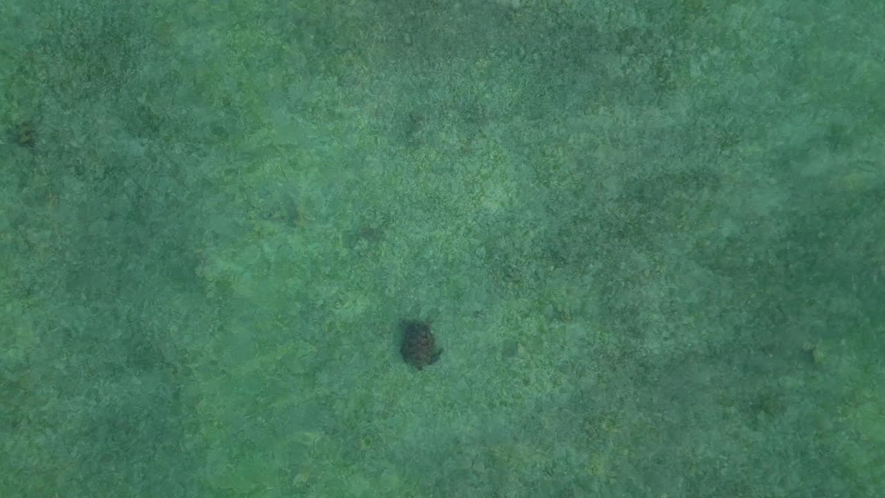 Group wild sea turtles swimming over sandy seabed in the clear tropical ocean water near Gili Trawangan, Indonesia. Unbelievable aerial view descending drone drone camera pointing down