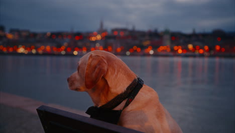 labrador puppy sitting by the danube river in the evening