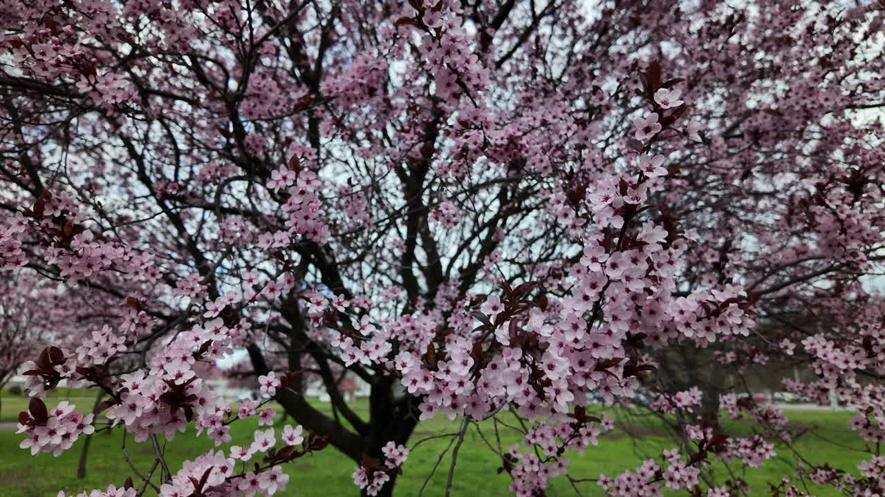 Pink cherry blossoms on tree in city park