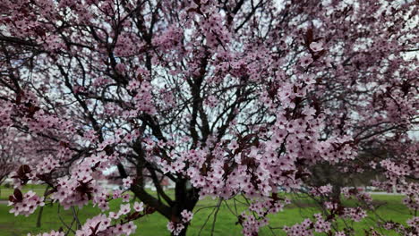 pink cherry blossoms on tree in city park