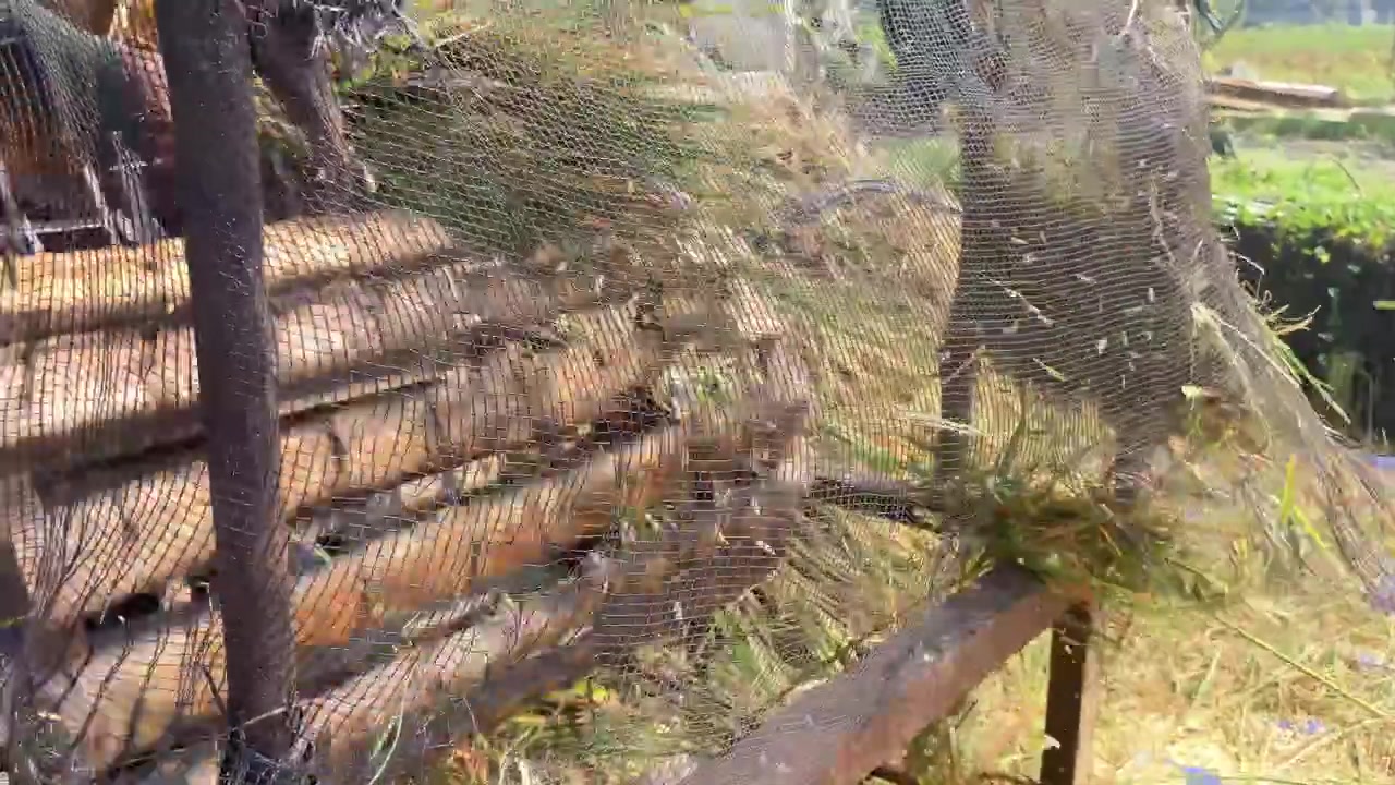 4K handheld static shot of farmers threshing rice using a homemade wooden threshing machine Authentic traditional agricultural broll capturing raw food processing and sustainable rural farming life