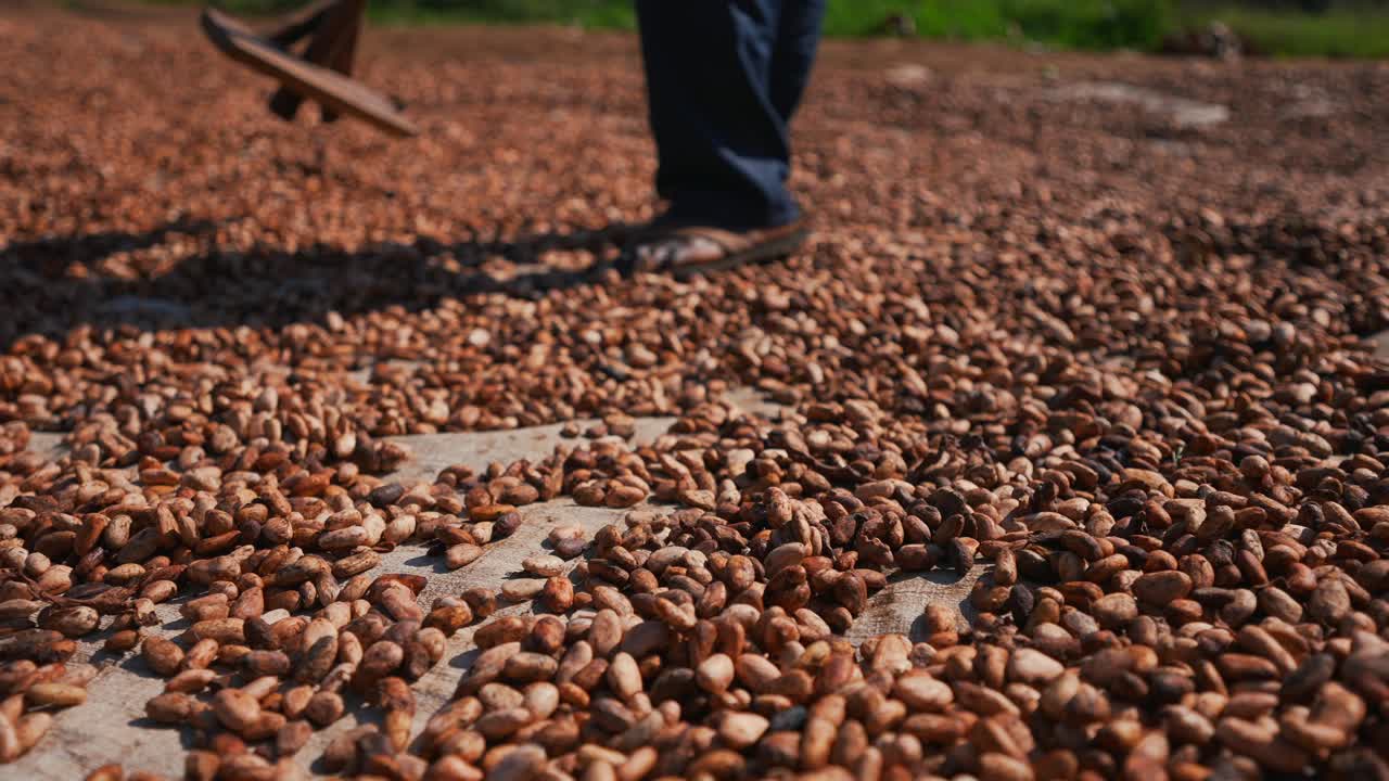 hombre local africano negro que trabaja en una granja de cacao secando granos de cacao en una cámara lenta cinematográfica