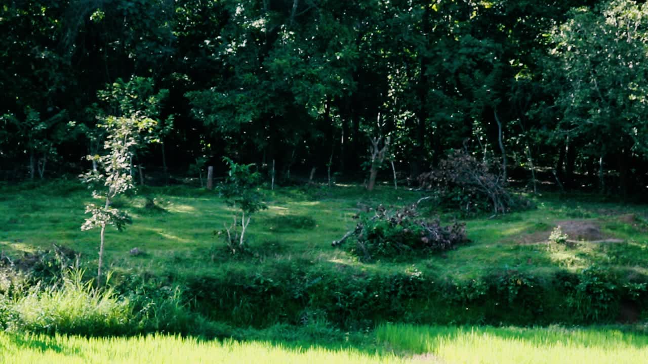 pequeños insectos vuelan sobre un arrozal en crecimiento
