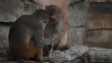 A-Family-Of-Rhesus-Monkey-In-Wildlife-Zoo---slow-motion