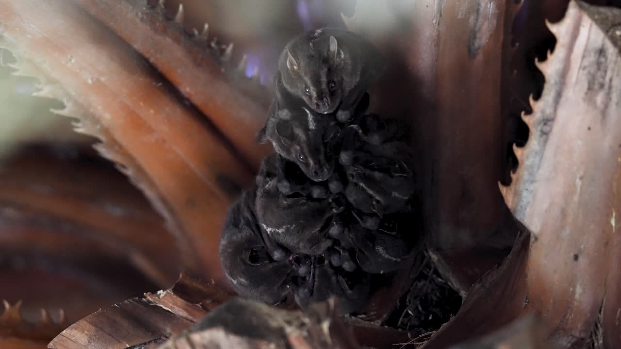 Bats Hanging Upside Down Showing Fangs — Natural Behavior