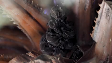 bats hanging upside down showing fangs — natural behavior