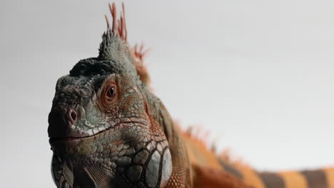 green iguana snaps head to look directly into camera with menacing look - isolated on white background