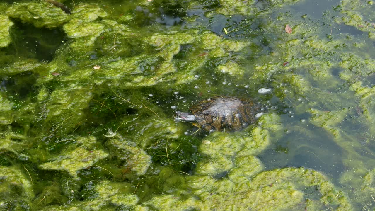 A turtle swimming around in the scummy algae on a pond in the summer