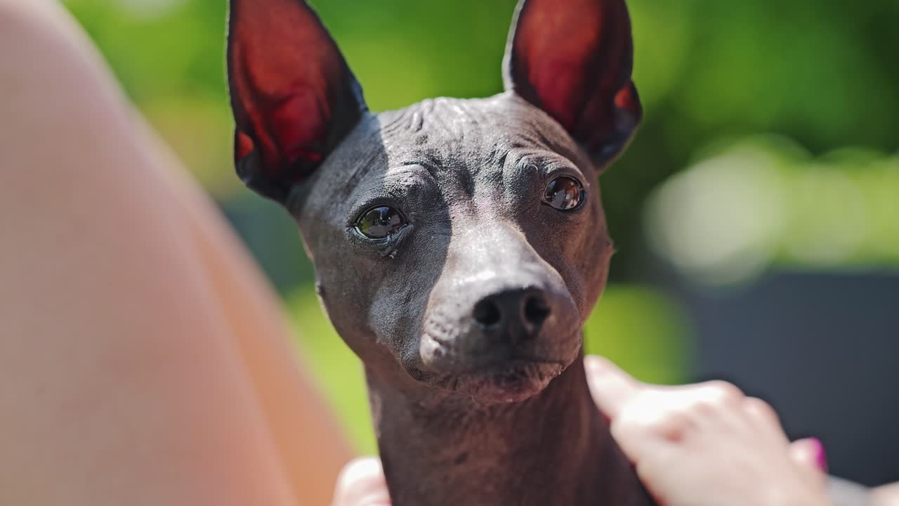 Affectionate slow motion moment as hairless terrier is gently stroked outdoors