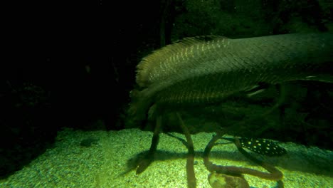 un elegante pez arowana deslizándose por el agua