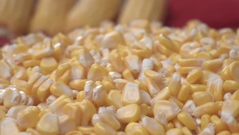 maize or corn has become a staple food in many parts of the world