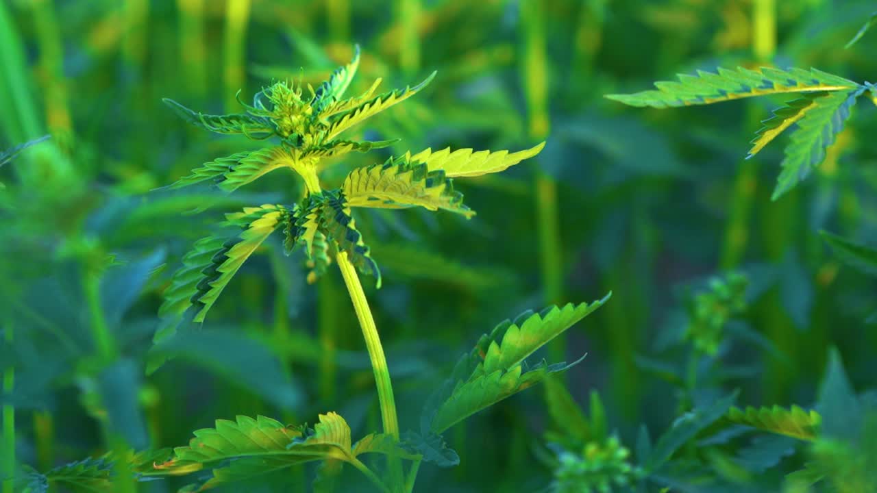 Primo piano di piante di canapa coltivate per la produzione di olio di canapa e cellulosa.