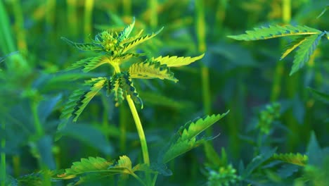 cierre de plantas de cáñamo cultivadas para la producción de aceite de cáñamo y celulosa