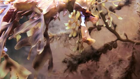 dragón de mar frondoso con huevos macro primeros planos 4k cámara lenta