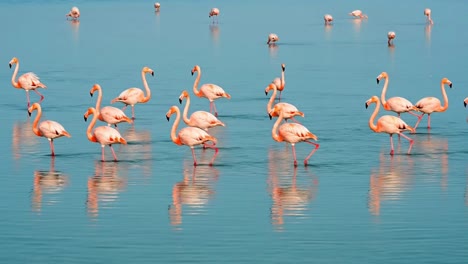flock of pink flamingos wading in calm blue water