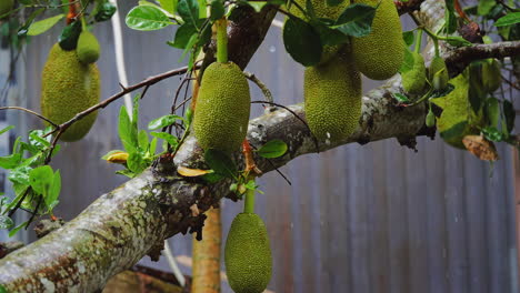 morning rainfall on jackfruit tree in the farm