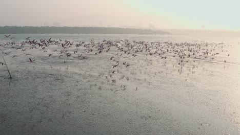 toma aérea de seguimiento de perfil de una gran bandada de flamencos despegando y volando