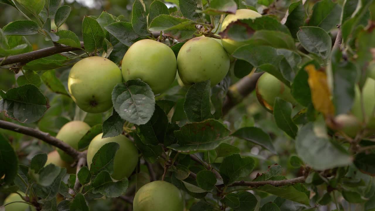 Grappolo di mele che crescono sul ramo di un albero, inquadratura media