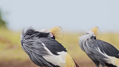 slow motion shot of grey crowned cranes grazing on the mara river bank, beautiful plumage, colourful african bird wildlife in maasai mara national reserve, kenya, africa safari animals