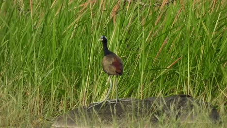 White-breasted-waterhen--pond--grass