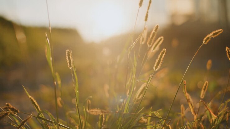 Sunset in a field of grass