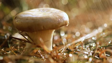 mushroom boletus in a sunny forest in the rain.