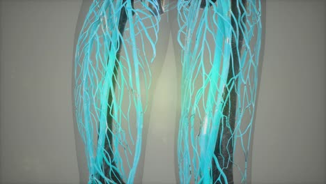 Human-Body-with-Glow-Blood-Vessels