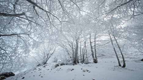 snowy winter forest with white trees, covered in snow, creating a serene atmosphere