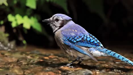 a majestic blue jay appears near a tranquil stream, showcasing its vibrant feathers and graceful movement amidst a lush green background