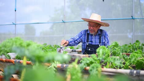 farmer checking fresh organic vegetable in hydroponic smart farm, produce harvest vegetable  agriculture with business, healthy clean food concept.