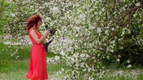 woman in red dress taking photos among apple blossoms