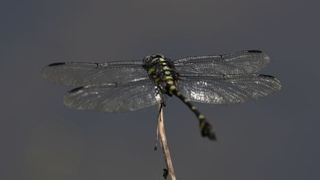 the common flangetail dragonfly is commonly seen in thailand and asia