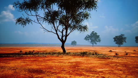 acacia tree in african savannah