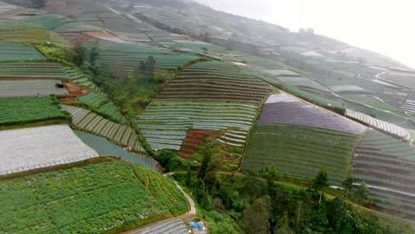 Rainy-weather-over-endless-hilly-plantation-fields-in-Indonesia,-aerial-view