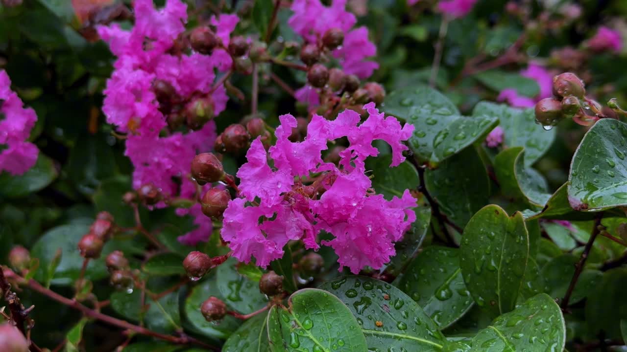 flores rosadas vibrantes cubiertas de gotas de lluvia en un jardín exuberante