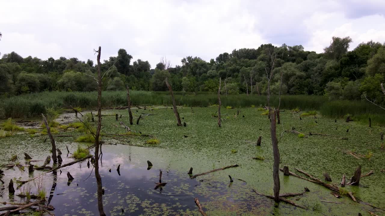 Green scum covered pond in the middle of forest with dead trees