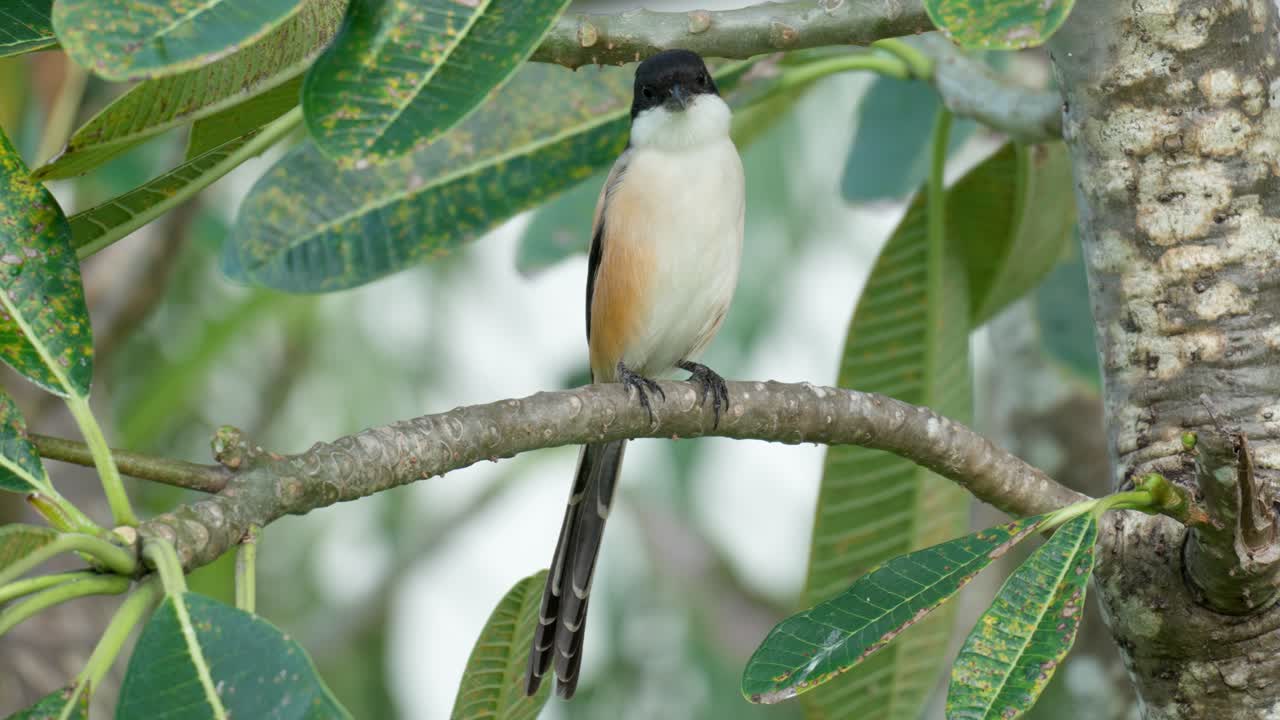 actuación en "the shrike" de cola larga o en "the shrike" de lomo rufo posado en un árbol de plumeria esperando girar la cabeza hacia los lados en busca de presas y luego salta de la rama del árbol