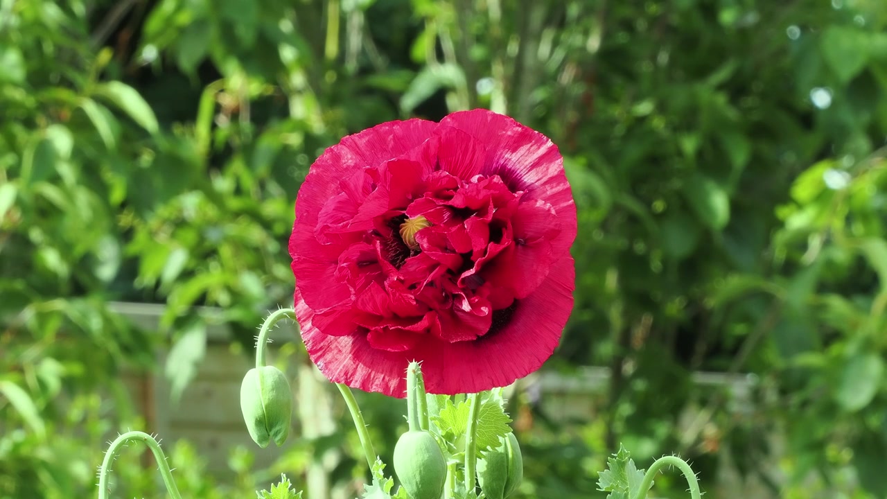 Bunga poppy somniferum ganda merah berdiri tegak di taman Inggris