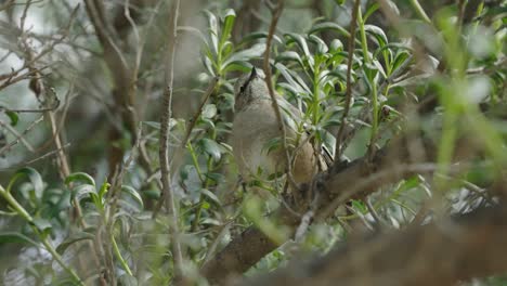 Pequeño-Pájaro-Burlón-Descansando-En-Una-Rama-De-Un-árbol