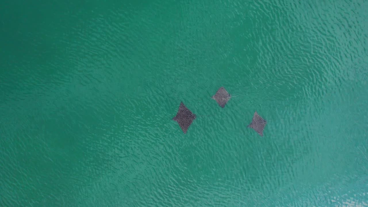 Ripresa dall'alto con drone di mante che nuotano sulla superficie dell'oceano.