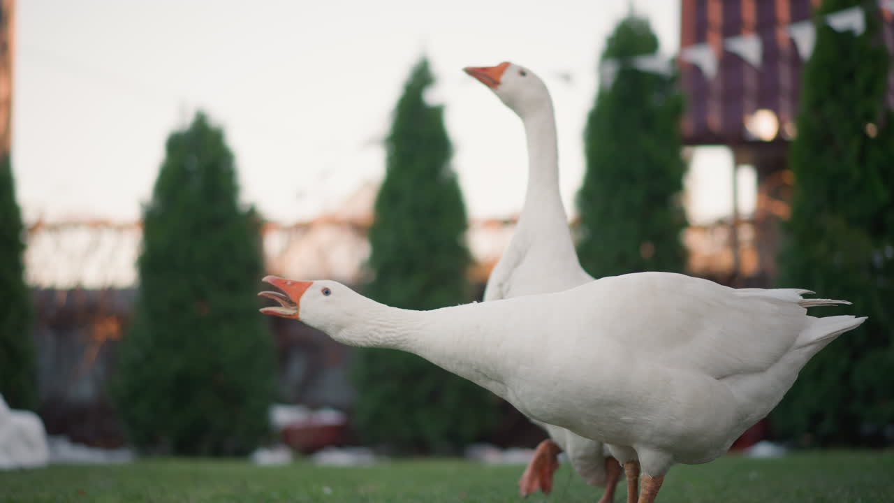 Oche bianche nel prato del cortile di casa, ritratto ravvicinato dal basso di due uccelli domestici che vagano vicino agli arbusti al crepuscolo, luce soffusa che evidenzia piume e becchi, passeggiata curiosa con un'atmosfera suburbana pacifica.
