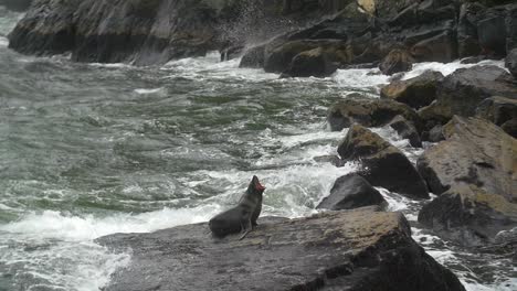 siegel auf einen felsen gelegt